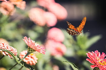 Schmetterling, Nahansicht, Insekt, Garten, Sommer-, Detail, Fehler, Flügel, Natur, bunt, Blume