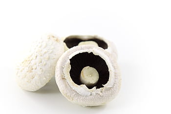 hvide svampe, champignon, mad, hvid, baggrund, isolerede, grøntsag, hvid baggrund, tæt på, ingen mennesker, studio skud