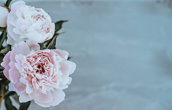 närbild foto, rosa, petaled blommor, blommor, kronblad, blomma, natur, bukett, bröllop, dekoration, rosa färg