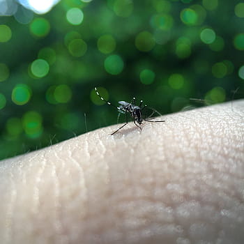 Busy, Animals, Skin, Blood, Dengue Fever, sucking, sting, bite, fevers, bokeh, human body part