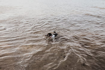 laut, air, hewan peliharaan, anak anjing, berenang, Anjing