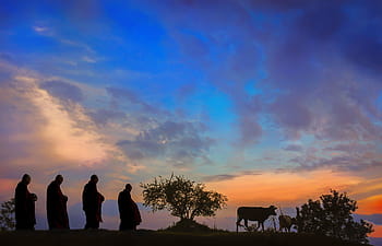 cuatro, silueta, hombres, caminando, detrás, vaca, dorado, hora, amanecer, monjes, mañana pindacara