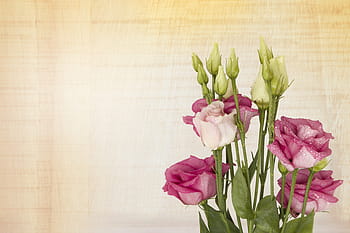 pink, white, flowers, green, leaf, pink lisianthus, floral greeting card, flower, flora, nature, floral