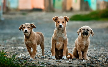 three, short-coated, brown, puppies, street, daytime, dogs, pet, animal, cute, canine
