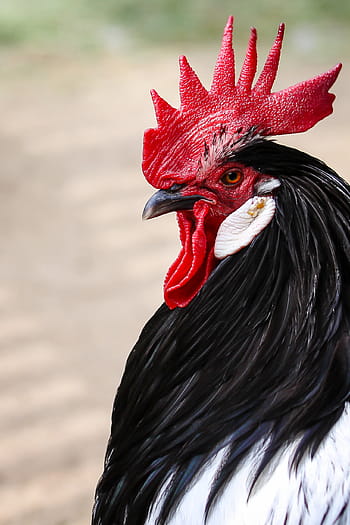 makro fotografie, kohout, hahn, cockscomb, portrét, drůbež, hospodařit, pták, zvíře, chov zvířat, gockel