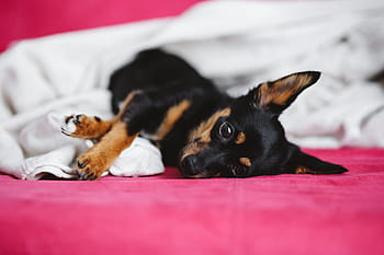 かわいい、 子犬、 ピンク、 ベッド、 犬、 ペット、 動物、 睡眠、 愛らしい、 小型犬、 ピンクのベッド