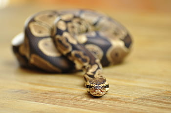serpent, python royal, échelle, constricteur