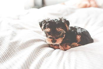 ヨークシャーテリアの子犬、 かわいい、 ヨークシャーテリア、 子犬、 愛らしい、 動物、 ベッド、 ベッドルーム、 犬、 ジェシー、 ペット