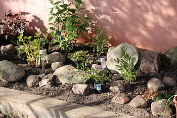 tuin-, salade, groen, vers, bedrijf, paardebloem, zomer, de lente, weide, fabriek, blauw