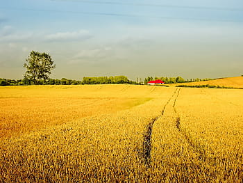 campo di riso giallo, villaggio, campo, vista, campi coltivati, estate, Mais, segale, Kłos, cereali, raccogliere