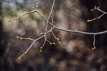 selettivo, foto di messa a fuoco, ramo di un albero, stelo, pianta, natura, bokeh, sfocatura, le foglie, autunno, all'aperto