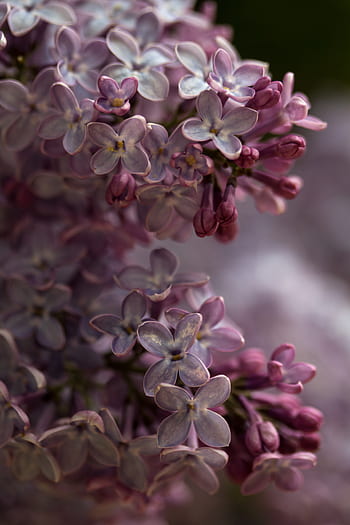 blomster, lilla, natur, vild, forår, sommer