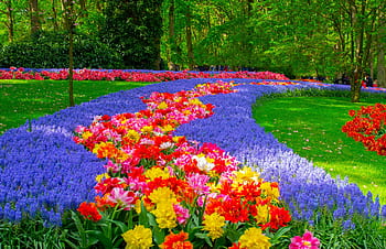 Nizozemí, Holandsko, keukenhof, tulipány, květ, Příroda, jaro, tulipán, zahrada, park, barvitý