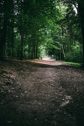verde, grama, folhas, árvores, floresta, parque, caminhada, ao ar livre, turismo, caminho, bosques