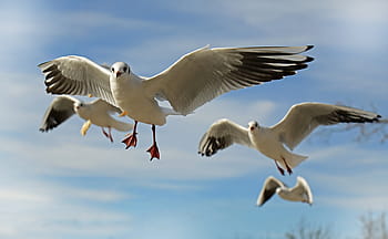 four, flying, seagulls, seagull, bird, animal, fly, close, coast, water bird, wing