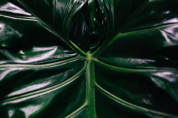 hijau, tanaman, daun, Close-up, tanaman hijau, daun tanaman, alam, latar belakang, abstrak, pola, warna hijau