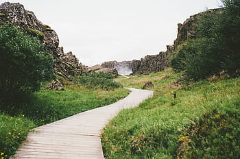 brown, wooden, dock, green, leafed, plants, road, grasses, wood, path, trail