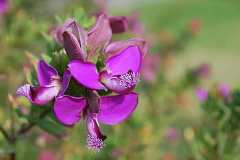 Flower, Wild Orchid, Flora, Cyprus, nature, summer, wild flower, purple, purple flower, flowers, bloom