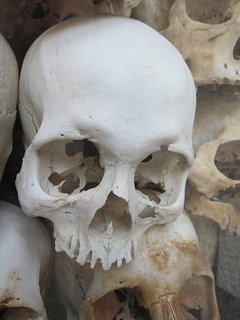 Skull, White, Vietnam, Death, human Skull, human Bone, animal Skull, anatomy, horror, spooky, dead Person