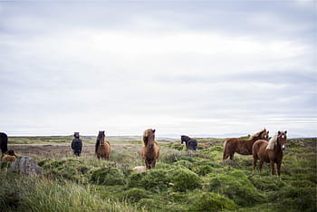 herd, horses, grass field, brown, green, grass, field, animals, mane, hair, fields