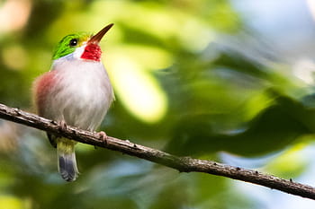 Cuba, Matanzas, cienaga de zapata, Cartacuba, uccello, birdwatching, natura, animale, all'aperto