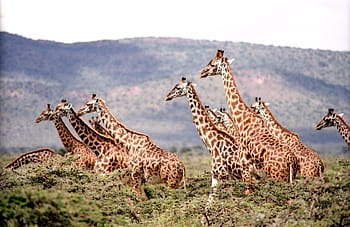 brown, giraffe, mountain, daytime, wild, wildlife, nature, safari, africa, neck, african