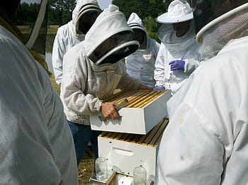 honey bee, bee hive inspections, apiary, beekeeper, honey, bee, beehive, beekeeping, hive, apiarist, apiculture