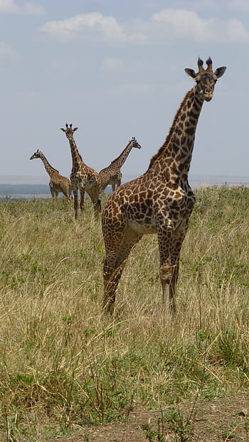 giraffes, africa, safari, kenya, giraffe, safari Animals, nature, wildlife, savannah, animals In The Wild, animal