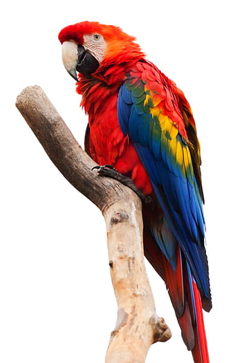ara chloropterus macaw, animal, ara macao, beak, bird, colorful, fauna, feather, isolated, scarlet macaw, parrot