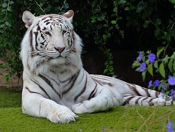 harimau albino, hijau, rumput, ungu, bunga, siang hari, rumput hijau, harimau bengal putih, harimau, predator, kucing