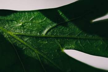 parslel, mentimun, hijau, kacang polong, kacang hijau, sayuran, rempah-rempah, daun, alam, warna hijau, close-up
