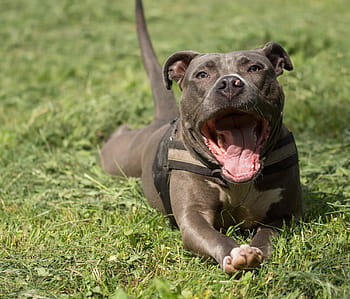 amstaff, αμερικάνικο staffordshire terrier, τερριέ, σκύλος, Pitbull, πορτρέτο, αμερικάνικο staffordshire, καλοκαίρι, αρσενικός, stafford, λιβάδι