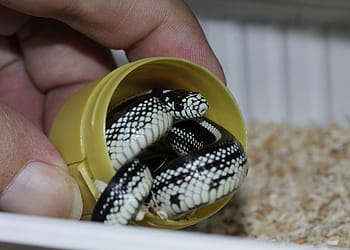 chain natter, snake, hand, baby snake, california getula, small, hiding place, cute, attack position, kinder surprise