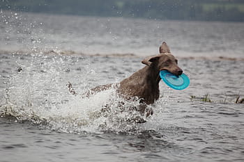 dospělé hnědé vizsla, výmarský ohař, zvíře, Pes, čenich, voda, mokré, srst, vod, zvířecí portrét, Příroda
