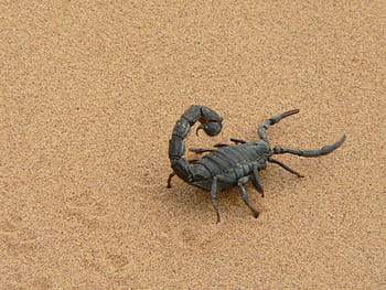 hitam, kalajengking, coklat, pasir, kalajengking raksasa, namibia, kering, menyengat, hewan, cakar, alam