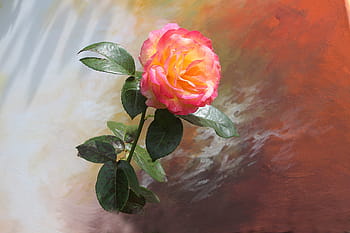 giallo, rosa, pittura di fiori petalo, pianta del fiore, pianta da giardino, rosa fiorita, fiore, fiorire, fioritura, famiglia delle rose, flora