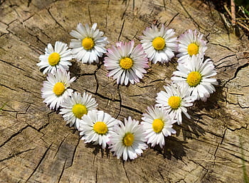 blower heart decor, tree stump, daisy, heart, flowers, flower heart, spring, heart shaped, love, garden, white