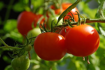 selective, focus photo, tomato fruits, tomato, plant, food, vegetables, vegetable growing, garden, infructescence, panicle