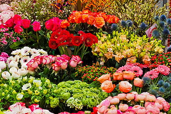 分類された色とタイプの花、 花、 昼間、 春、 季節、 自然、 春の花、 黄色の花、 植物、 ホール、 切り花