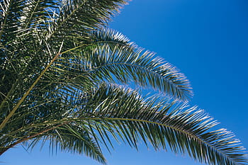 緑のヤシの木、 緑、 夏、 自然、 空、 葉、 木、 屋外、 熱帯、 サゴヤシ、 ヤシ