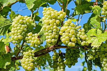 niedojrzałe winogrona, winogrona, owoc, wino, winorośl, uprawa winorośli, zielone winogrona, dojrzałe winogrona, Zielony, złoto, zdrowy