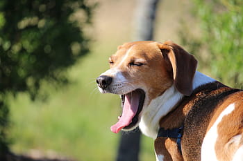 felnőtt, trikolór, vizsla, ásítozás, szabadtéri, ásít, lusta, fáradt, szeretet, kutya, állat