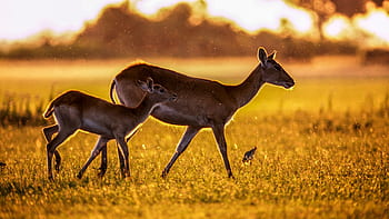antilopa, savců, zvíře, Afrika, Příroda, volně žijících živočichů, safari, gazela, rohy, savany