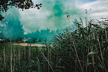 緑の煙爆弾、 煙爆弾、 抽象、 背景、 屋外、 緑の煙、 緑、 自然、 風景、 霧、 木