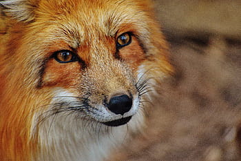 selektivní, zaostřovací fotografie, Červené, liška, fuchs, divoký park poing, zvíře, fotografování divoké zvěře, Příroda, živočišného světa, zvířecí portrét