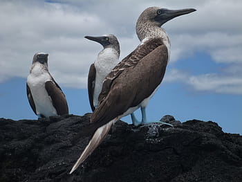 blue-footed booby, galapagos, Blue-Footed Booby, Galapagos, sula nebouxil, blue feet, bird, males, female, animals in the wild, animal wildlife, animal themes