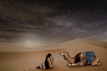 brown camel, desert, night, starry sky, person, dromedary, sand, dry, landscape, sahara, desert ship