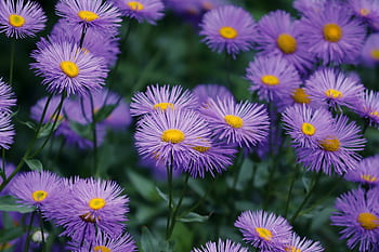 astry, aster tongolensis, fialový, nachový, květiny, zahrada, zahradní květiny, zahradní rostliny, kompozitů, záhon, okvětní lístky