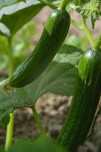 cetriolo, cetrioli, verdure, fresco, salutare, coltivazione del giardino, orto, bio, verde, cibo, mangiare