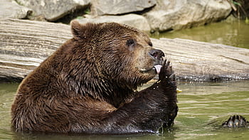 brun bjørn, dyr, natur, Zoo, bære, dyr verden, dyreliv park, pels, dyreliv fotografering, væsen, pattedyr
